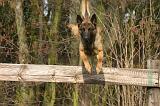 MALINOIS 1113